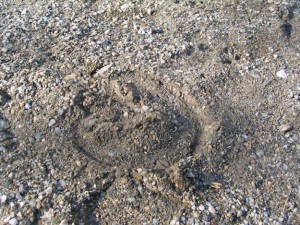 Ein Barhufer auf einer dünnen Sandschicht über Asphalt: Man sieht, dass die Sohle voll mitträgt. (© C. Götz)