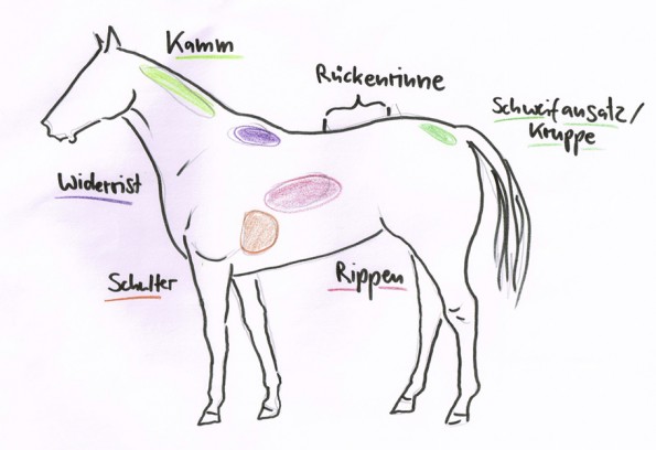 Diese Stellen werden bei vielen der BCS-Systeme für Pferde zur Beurteilung herangezogen. (© C. Götz)