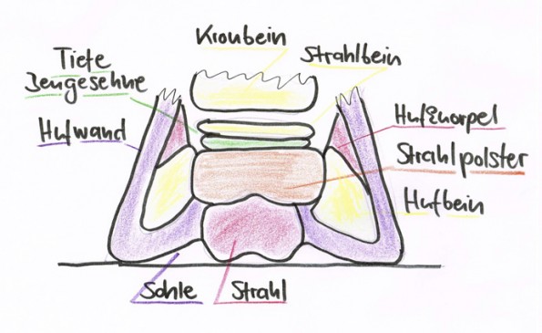 Querschnitt des Hufs auf Höhe des Strahlbeins: Das stoßdämpfende, bindegewebige Kissen im Hufinneren zwischen Strahl und Bewegungsapparat wird auch als Strahlpolster oder Strahlkissen bezeichnet. (© C. Götz)