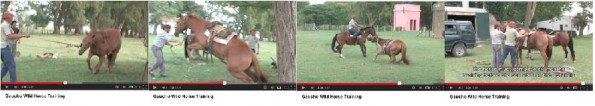 Wie dieses Video auf Youtube.com zeigt, wird dieses Pferd – an den Vorderbeinen gefesselt – innerhalb von zwei Stunden so weit gebracht, einen Reiter zu (er)tragen.