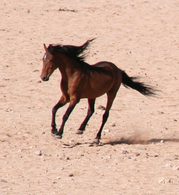Ganz natürlich – die Nachfahren deutscher Kavallerie-Pferde galoppieren ohne Beschlag über den steinharten, unebenen Boden der Namib-Wüste. (© T. Götz)