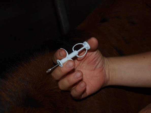 Mit solch einer Hohlnadel werden die Mikrochips ins Pferd implantiert. (© C. Aurich/Vetmeduni Vienna)