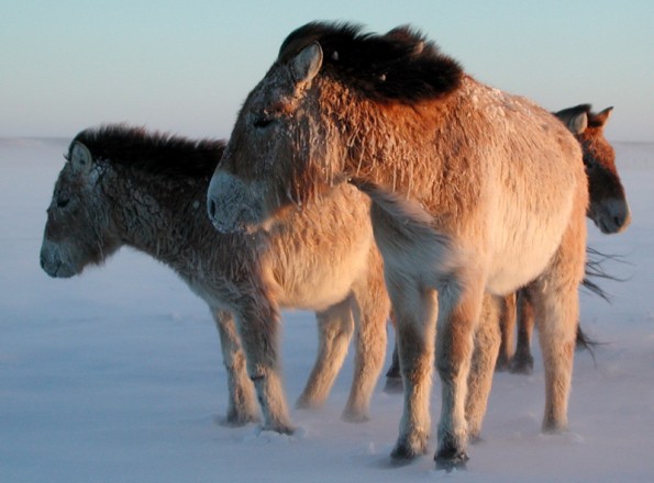 Nicht so richtig viel Nahrung in Sicht: Die ausgewilderten mongolischen Wildpferde, Takhi genannt, haben sich trotz der harten Wintern in der Wüste Gobi bereits wieder vermehrt. (© Dr. Chris Walzer)