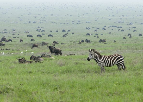 Üppige Weiden im Winter und Frühjahr sind typisch für die Serengeti. Der Nationalpark beherbergt riesige Herden an Grasfressern, die auf Futtersuche ausgedehnte, saisonale Wanderungen unternehmen. (© David Dennis, Wikipedia) 
