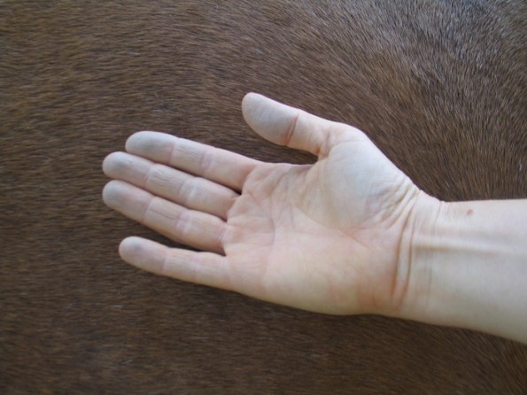 Die Haut als Spiegel des Stoffwechsels: Sehen die Finger nach kurzem Streicheln so aus und sind auch noch klebrig ist das häufig ein Zeichen von Stoffwechselproblemen. (© C. Götz)