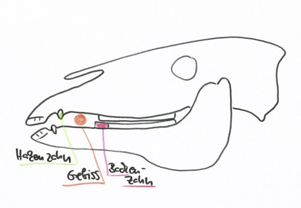 Um die Lage des Gebisses zu beurteilen ist der Abstand von den (markierten) Hakenzähnen sowie von den Backenzähnen im Unterkiefer von Bedeutung. (© C. Götz)