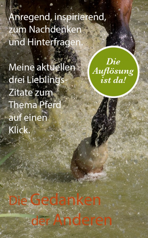 Spannende Zitate zum Thema Pferde und Reiten finden Sie auf Pferdekosmos.de in regelmäßigen Abständen neu.