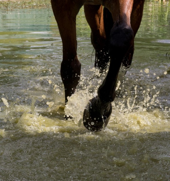 Viele unterschiedliche Untergründe im Gelände oder auch Wassertreten helfen, den Schritt wieder zu verbessern. (© T. Götz) 