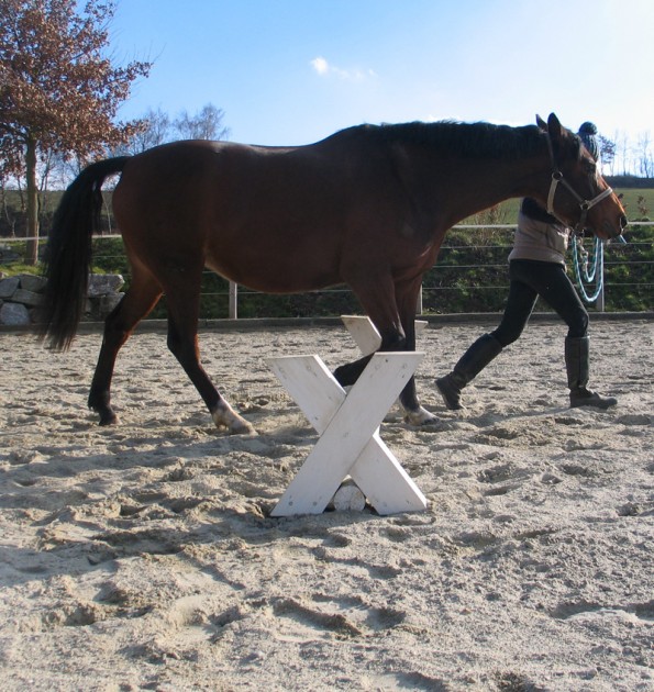 Auch die Arbeit über (einzelne oder eine Reihe von) Stangen kann helfen, einen im Takt gestörten Schritt wieder zu verbessern. Bei Pferden (oder Reitern), die es nicht kennen, fängt man am besten an, im Schritt über eine einzelne, tiefliegende Stange zu führen. (© C. Götz)