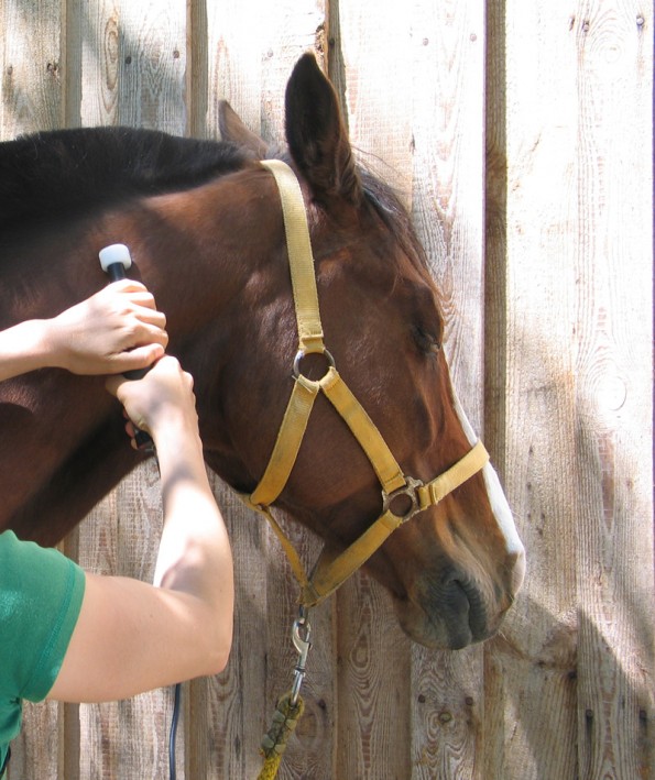 Gefällt! Die Pferde zeigen bei der Behandlung mit Matrix-Rhythmus-Therapie sehr schnell, dass es ihnen gut tut. (© C. Götz)