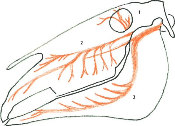 Der Nervus trigeminus teilt sich in den Unterkiefernerv (1), den Oberkiefernerv (2) und den Augapfelnerv (3): Der Augennerv versorgt Stirn, Tränendrüse, Augenbindehaut, Augenwinkel, Siebbein und Teile der Nase; der Oberkiefernerv versorgt besonders die Oberkieferregion, die Oberkieferzähne, den Gaumen und Teile der Gesichtshaut. Der Unterkiefernerv versorgt die Kaumuskulatur, die Zunge, den Mundboden sowie die Haut über dem Unterkiefer. (© C. Götz)