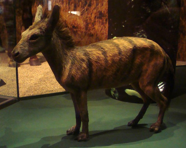 Dieses Modell von Sifrhippus steht im Naturkundemuseum in Stockholm. (© Eduard Solà, Wikipedia)