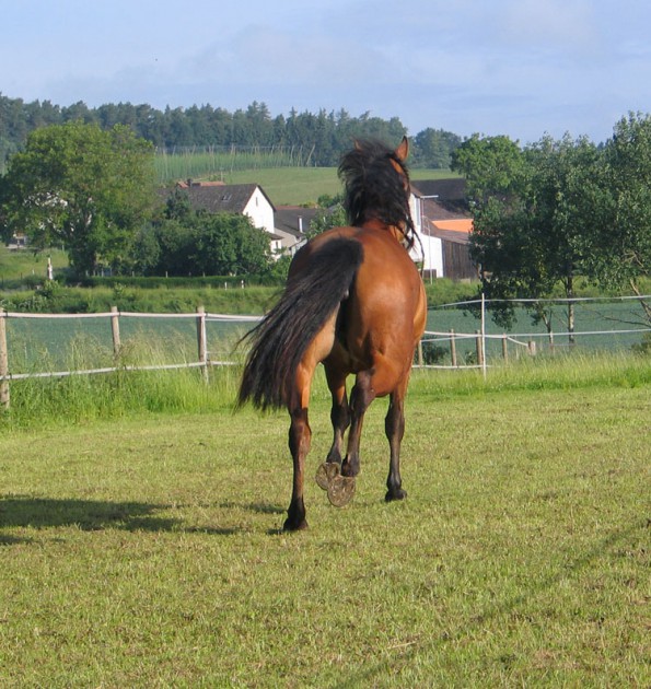 Erst mal weg, wenn auch nur im Trab und keine 400 Meter weit ... (© C. Götz)