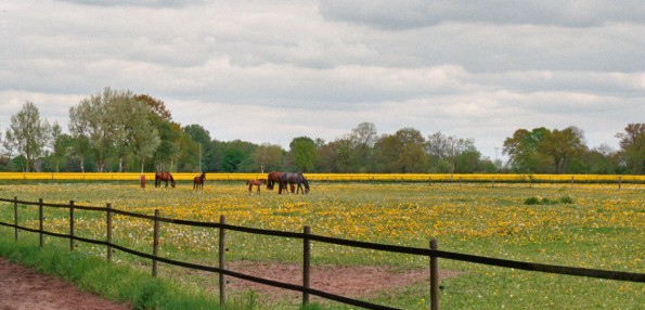 Koppeln in Deutschland: Wirklich große Weiden, wo die Pferde rund um die Uhr Pferd sein können sind selten. (© Horseexperts, Wikipedia) 