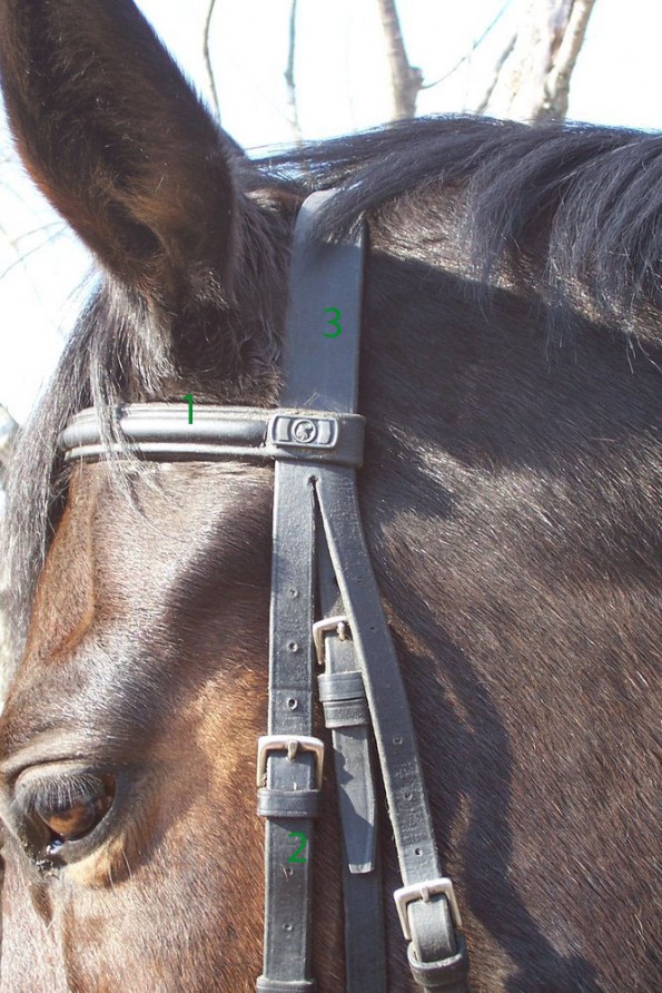 Die Ausrüstungsteile Stirnriemen (1) sowie die Backenriemen (2) müssen die richtige Größe für das jeweilige Pferd haben, damit auch der Genickriemen (3) richtig sitzen kann. (© Alex_brollo, Wikipedia) 