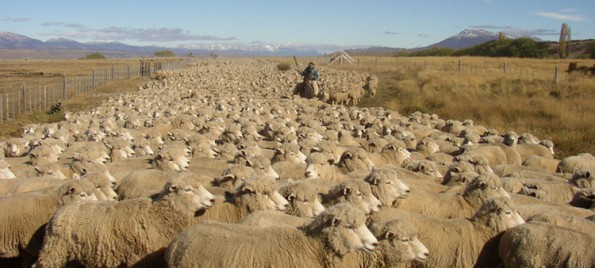 Pferde und Schafe: in Argentinien ein gewohnter Anblick; zur Weidepflege auch bei uns nicht verkehrt. Warum aber selektive Entwurmung bei Pferden nicht wie bei Schafen funktioniert hat Gründe. (© writtecarlosantonio, Wikipedia)