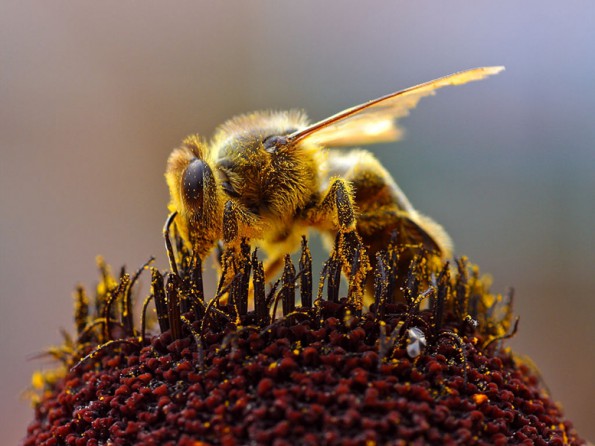 Bienen sammeln nicht nur Pollen sondern auch Harz von Knospen und Bäumen für die Propolis. (© Jon Sullivan, Wikipedia)