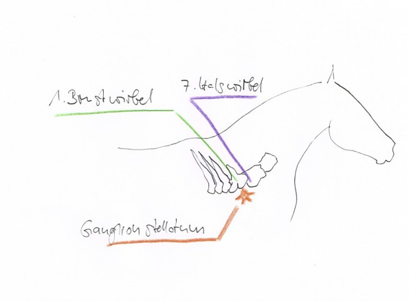 Das Ganglion stellatum liegt auf Höhe des Gelenks der ersten Rippe und in unmittelbarer Nähe von siebtem Halswirbel und erstem Brustwirbel. (© C. Götz) 