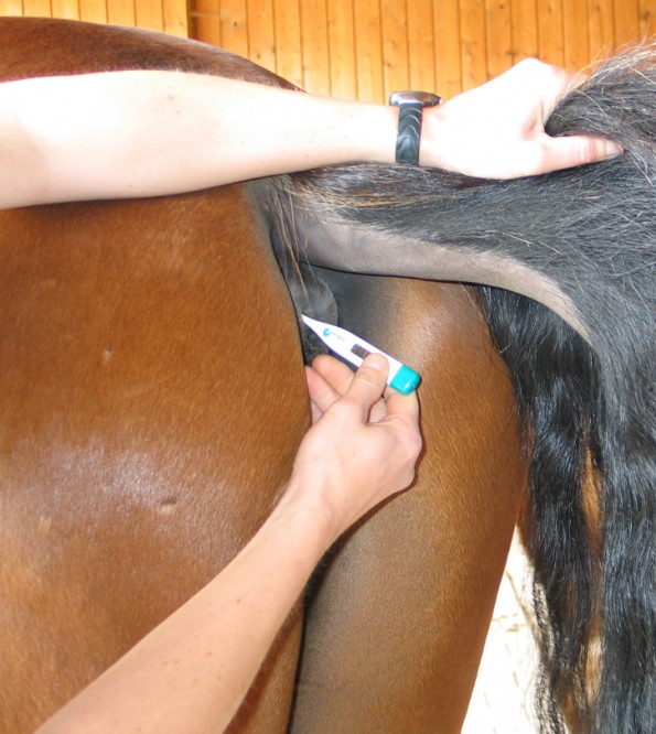 Fieber messen sollte man immer wieder mal üben, damit das Pferd daran gewöhnt ist. Das Thermometer dabei leicht schräg halten, damit sicher die Darmschleimhaut und damit die Körpertemperatur gemesssen wird. (© C. Götz)