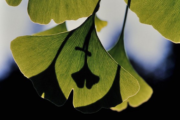 Seine fächerförmigen, gekerbten Blätter, gaben dem Ginkgobaum auch den Namen Entenfuß. In Asien gelten sie als Symbol für Lebenskraft. (© Schnobby, Wikipedia)