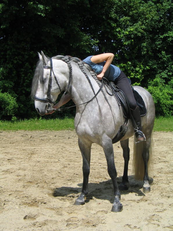 Das Belohnen nach dem Aufsteigen von rechts bringt das Pferd dazu, sein Gewicht auf diese Seite zu verlagern und so durch das Aufsteigen weniger aus dem Gleichgewicht zu kommen. (© C. Götz)