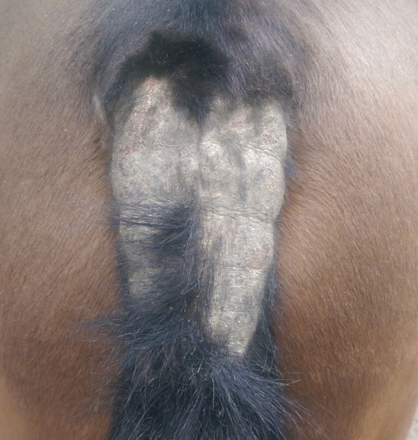 Beim Menschen gilt die Haut als „Spiegel der Seele“. Beim Pferd lässt sich häufig auch bei Hautproblemen eine Beteiligung der Psyche erkennen. Umgekehrt verändert ständiger, starker Juckreiz das Pferd aber auch oft in seinem Verhalten. (© Privat).