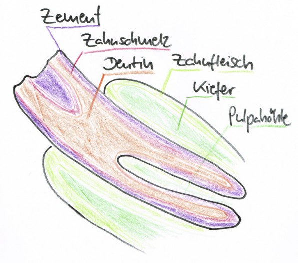 Die Zähne bestehen aus Zement (stellt die Verbindung zum Knochen her), sehr hartem Zahnschmelz, und etwas weniger hartem Dentin. Der Zahn wird von Zahnfleisch umgeben und sitzt mit einer Wurzel (Schneidezähne) oder mehreren Wurzeln (Backenzähne) im Kiefer. In das Innere des Zahns (Pulpahöhle) reichen über die Wurzelspitze(n) Nerven, Blut- und Lymphgefäße. (© C. Götz)