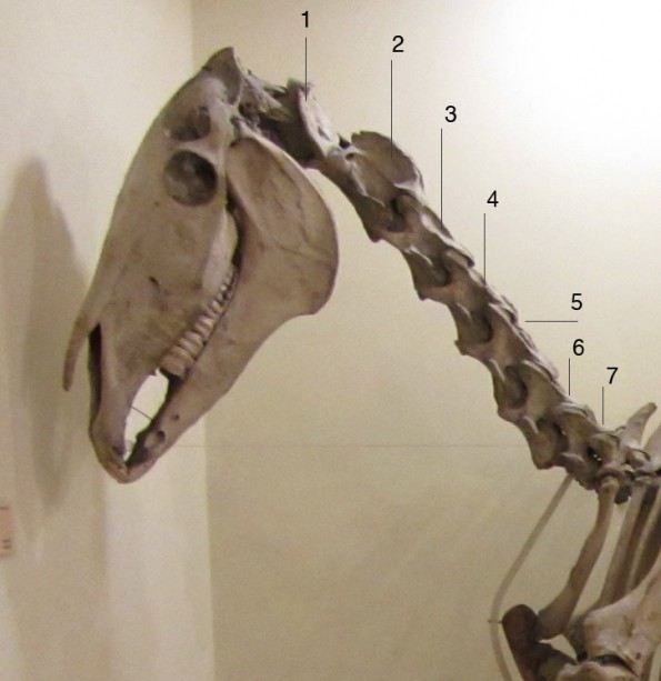 An diesem Skelett kann man die Halswirbel gut abzählen, auch wenn die physiologisch normalerweise stärker ausgeprägte S-Form ihres Verlaufs nicht eingerichtet wurde. (© Les Chetfield, Wikipedia)