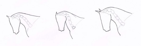 An der Oberlinie des Pferdes kann ein falscher Knick in unterschiedlichen Halshaltungen anders wirken. (© C. Götz)