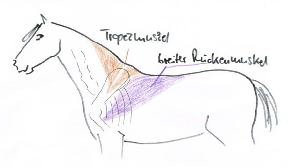 Der breite Rückenmuskel und der Hals- und Rückenteil des Trapezmuskels bekommen typischerweise Probleme bei unpassenden Sätteln. (© C. Götz)