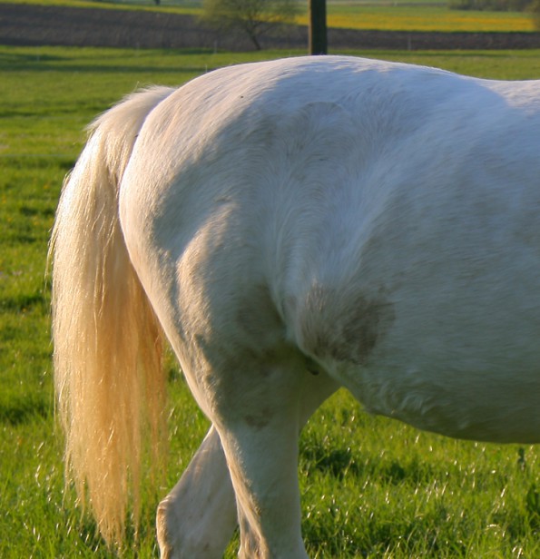 Von Heu zur freien Verfügung werden viele Pferde adipös, also zu fett. Ob es sich tatsächlich um Fett ((http://pferdekosmos.de/fett-ist-nicht-gleich-fett/)), um Wassereinlagerungen ((http://pferdekosmos.de/gierig-auf-brennnesseln/ )) oder Muskeln handelt lässt sich häufig nur durch Abtasten feststellen. (© Stefan-Xp, Wikipedia)
