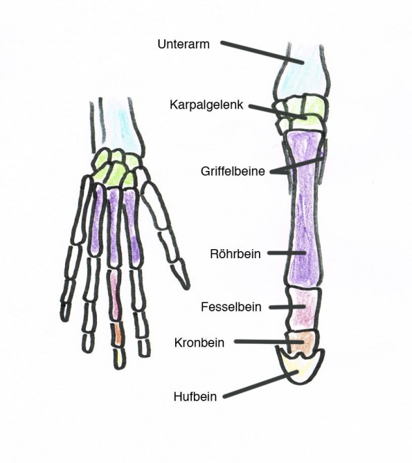 Das Pferd berührt heute nur mit der Spitze des dritten Glieds den Boden. Die entsprechenden Knochen der menschlichen Hand sind in denselben Farben markiert. (© C. Götz)