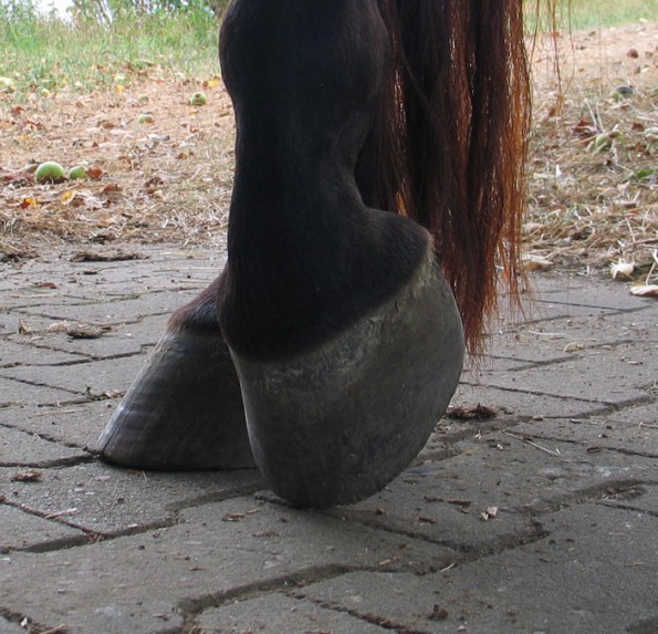 Deutliches Entlasten des immer gleichen Beins, sobald das Pferd steht, ist vor allem bei Problemen in der Hinterhand ein deutliches Signal, dass hier etwas nicht stimmt. (© C. Götz)