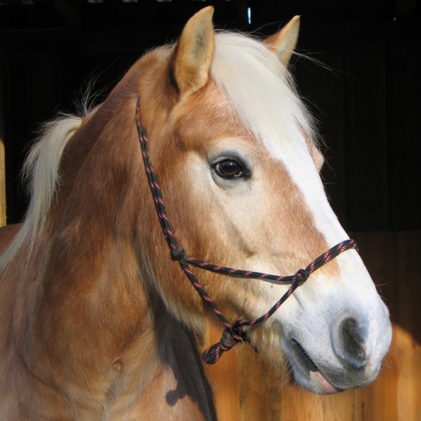 Es muss kein Knotenhalfter sein, damit Pferde sich schwer verletzen, wenn sie sich in den Strick hängen. In der Schweiz ist das Anbinden von Pferden am Knotenhalfter verboten. (© C. Götz)