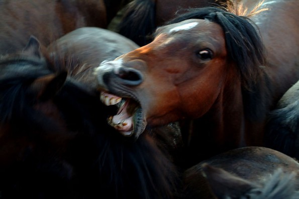 Auch in schlimmen Situationen, wie hier bei einem spanischen Rapa das Bestas ((https://en.wikipedia.org/wiki/Rapa_das_Bestas)), reagiert ein Pferd, für andere Pferde erkennbar, immer noch wie ein Pferd. (© jpereira.net, Wikipedia)