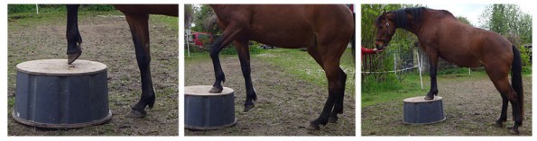 Equi-Armdrcken | Pferdekosmos Equi-Armdrcken | Pferdekosmos