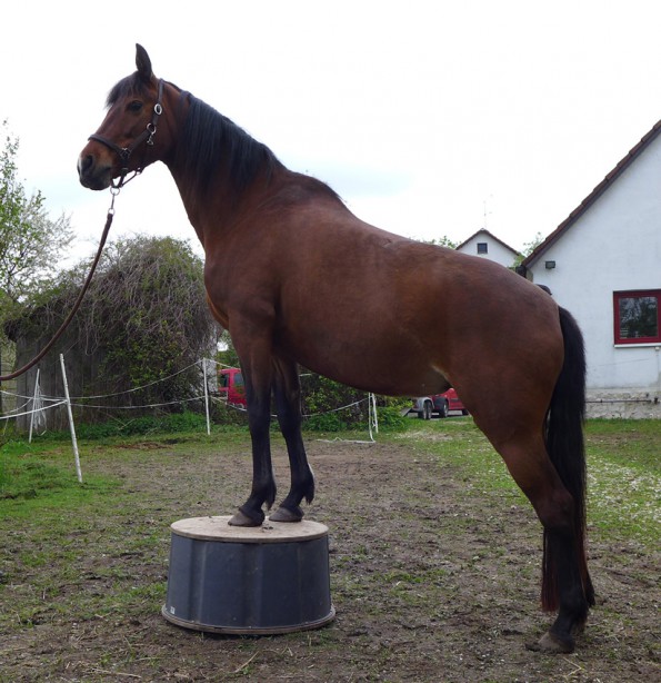 elfbar elfa kaufen Podest für Pferdetraining, € 350,- (2560 Berndorf)