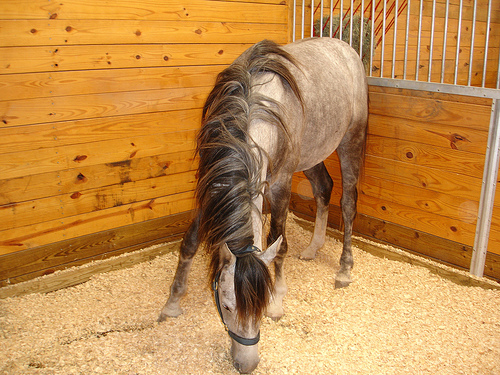 Pferd in der Box? Stroh als Einstreu punktet in Sachen Wohlbefinden. (© Belinda Hankins Miller, Wikipedia) 