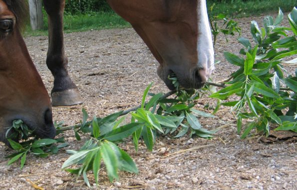 Pferde lieben es, an Weidenästen zu knabbern und die Rinde abzuziehen und zu fressen – sommers wie winters. (© C. Götz)