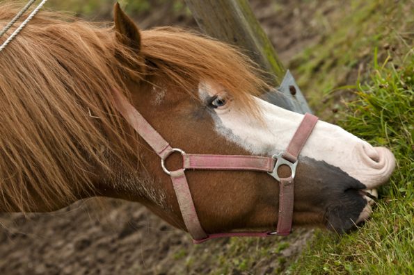 Abgefressene Koppeln sind nur ein Grund, warum Pferde auf der anderen Seite des Zauns nach Futter suchen. (© Harald Schottner, pixelio.de)