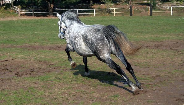 Barhuf einfach durchstarten: das wünschen sich Reiter, die ihrem Pferd die Eisen abnehmen lassen. Sie können selbst einiges dazu beitragen. (© Mario Pierro, Wikipedia)